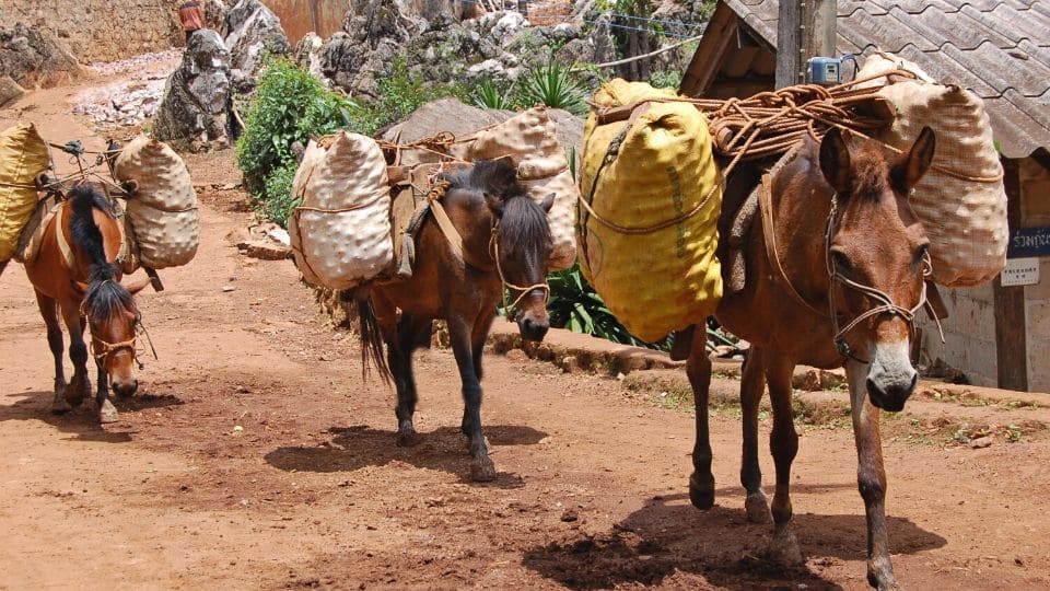 cavalli trasportano carichi pesanti Cavalli trasportano carichi pesanti