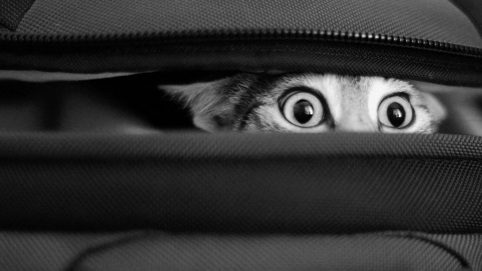 gatto curioso sbircia da dentro una valigia Gatto curioso sbircia da dentro una valigia