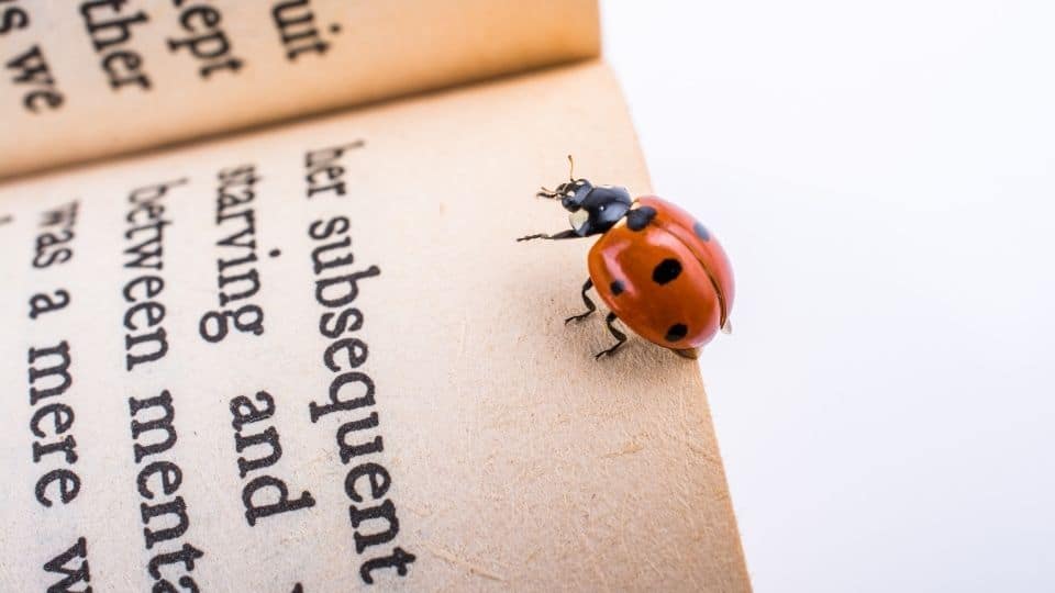una coccinella cammina su un libro Una coccinella cammina su un libro