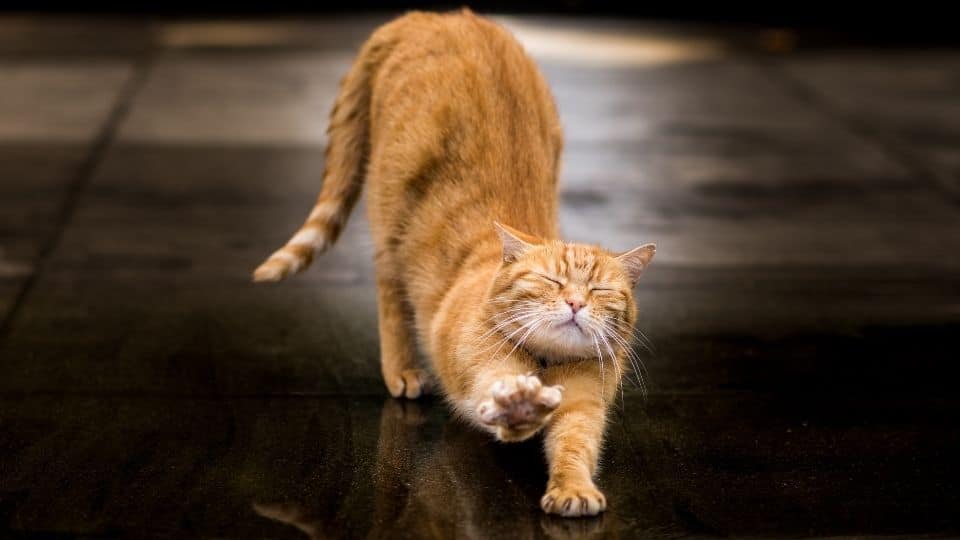 gatto fa stretching Gatto fa stretching