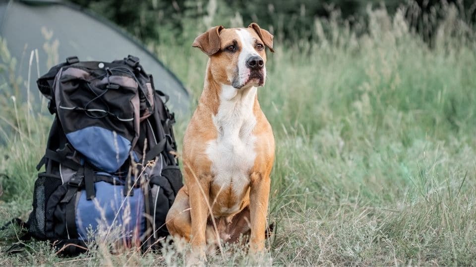 un cane accanto allo zaino Un cane accanto allo zaino
