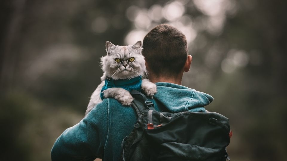 un gatto sulle spalle di un pellegrino con lo zaino un gatto sulle spalle di un pellegrino con lo zaino